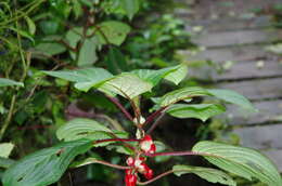 Image of Glossoloma oblongicalyx (J. L. Clark & L. E. Skog) J. L. Clark