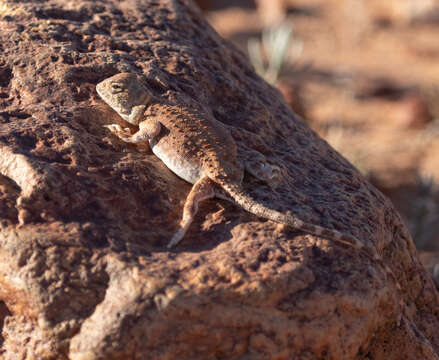 Image of Gibber Earless Dragon