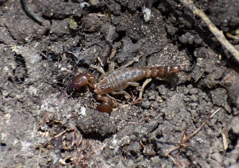 Image of Cazierius gundlachii