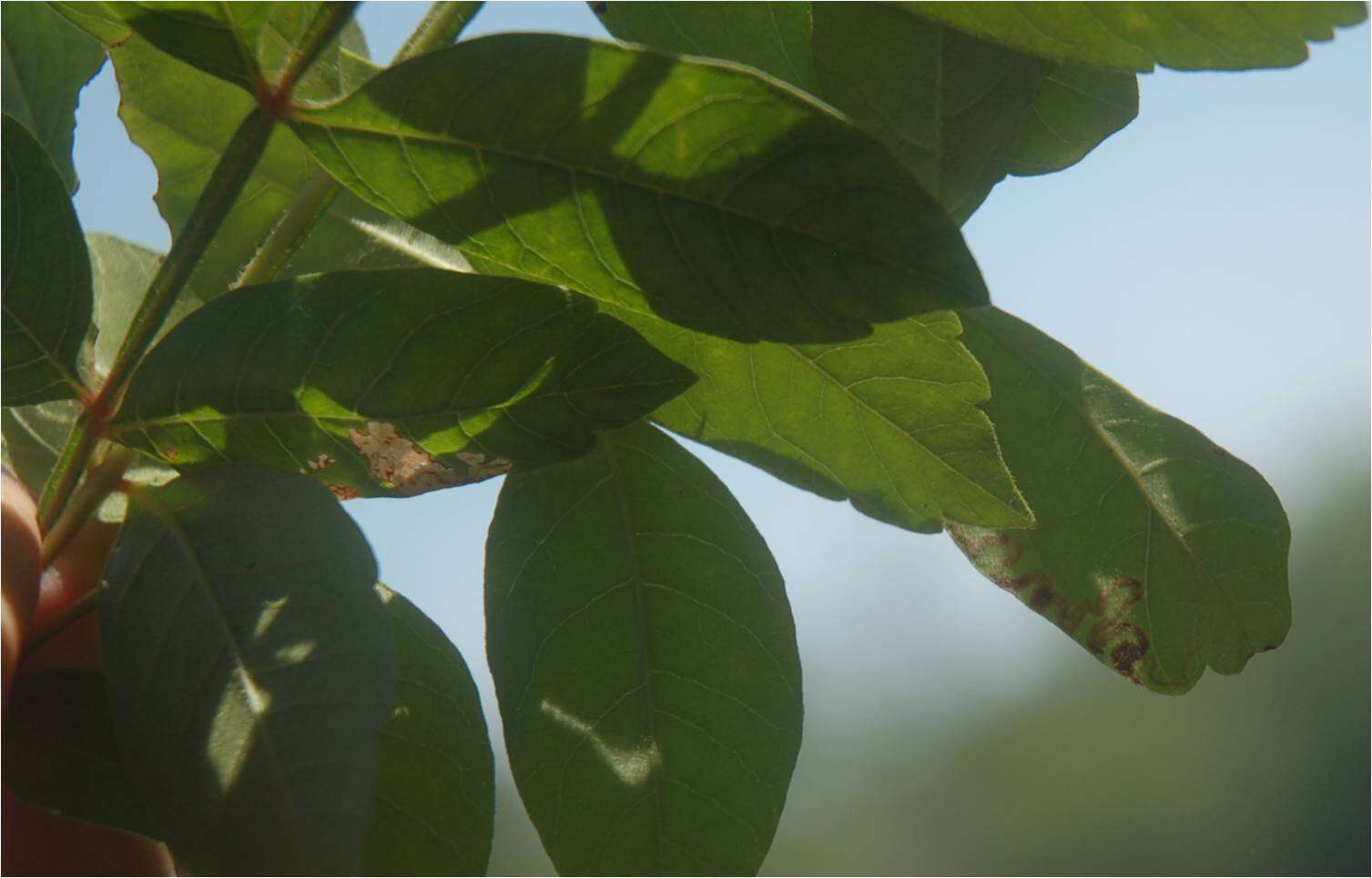 Image of Stigmella intermedia (Braun 1917) Wilkinson et al. 1979