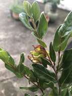 Image of Diospyros scabrida (Harv. ex Hiern) De Winter