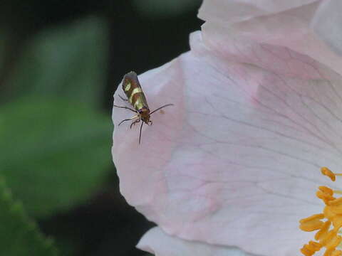 Imagem de Micropterix maschukella Alphéraky 1870