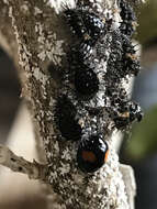 Image of Cactus Lady Beetle