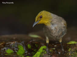 Image of Yellow-throated Bulbul