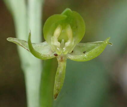 Image de Habenaria arenaria Lindl.