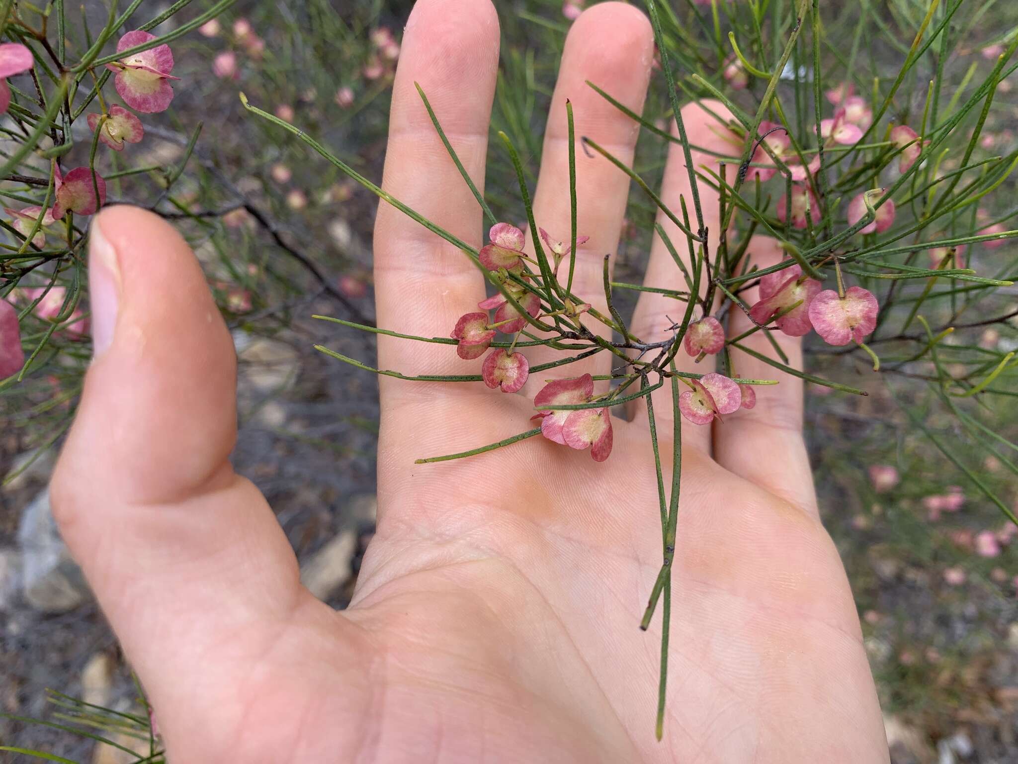 Image de Dodonaea filifolia Hook.