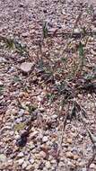 Image of stalked bur grass