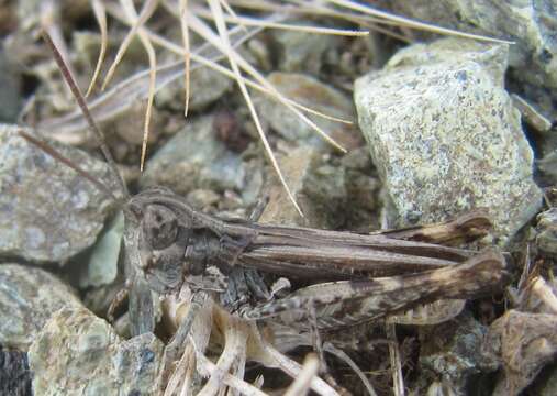 Image de Omocestus (Omocestus) defauti Sardet & Braud 2007