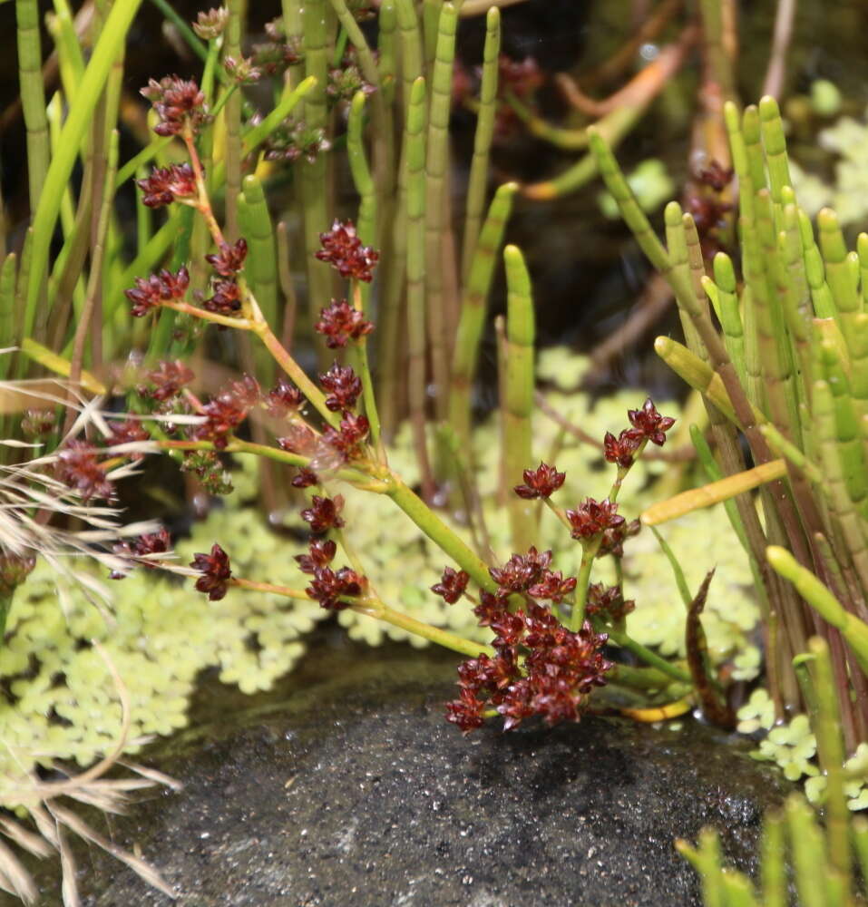 Imagem de Juncus microcephalus Kunth