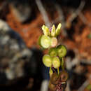 Image of Biscutella valentina (L.) Heywood