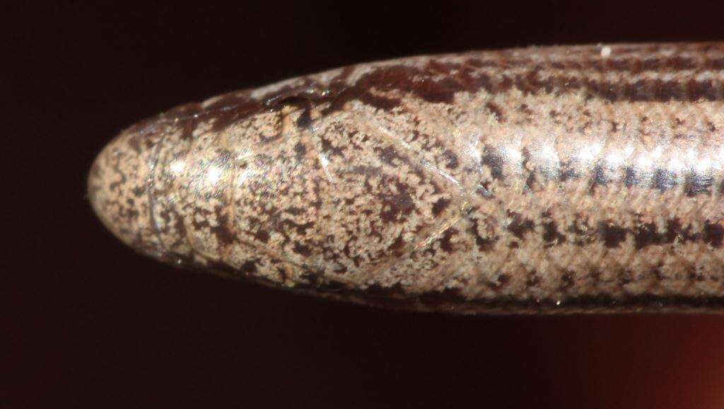 Image of Common Burrowing Skink