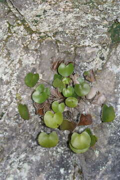 Image of Adiantum reniforme subsp. reniforme