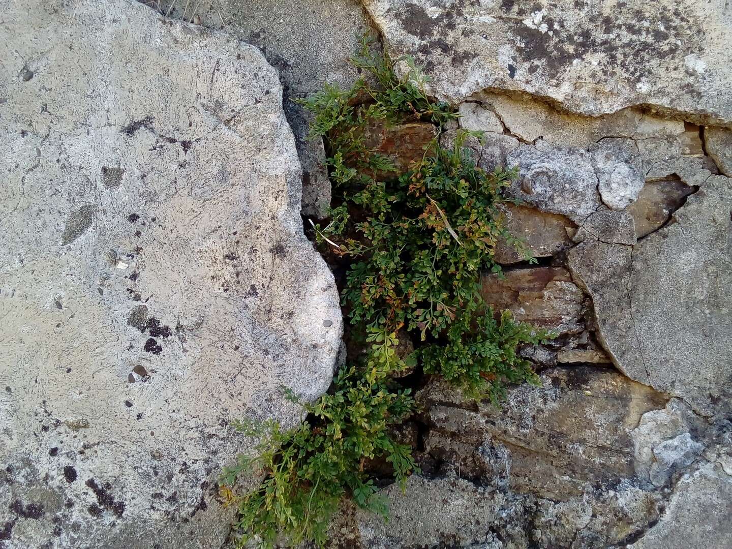 Sivun Asplenium ruta-muraria subsp. ruta-muraria kuva