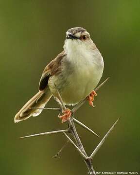 Sivun Prinia subflava pondoensis Roberts 1922 kuva