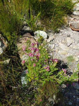 Image of Erica taxifolia