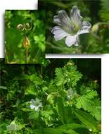 Image of Geranium wakkerstroomianum R. Knuth