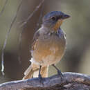 صورة Pachycephala inornata Gould 1841