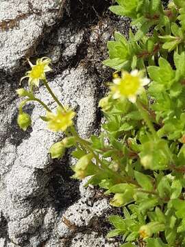 Plancia ëd Saxifraga sedoides L.