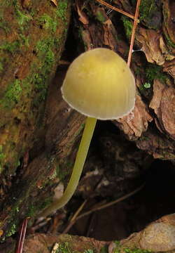 Image of Mycena epipterygia (Scop.) Gray 1821