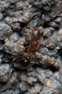 Image of Ant