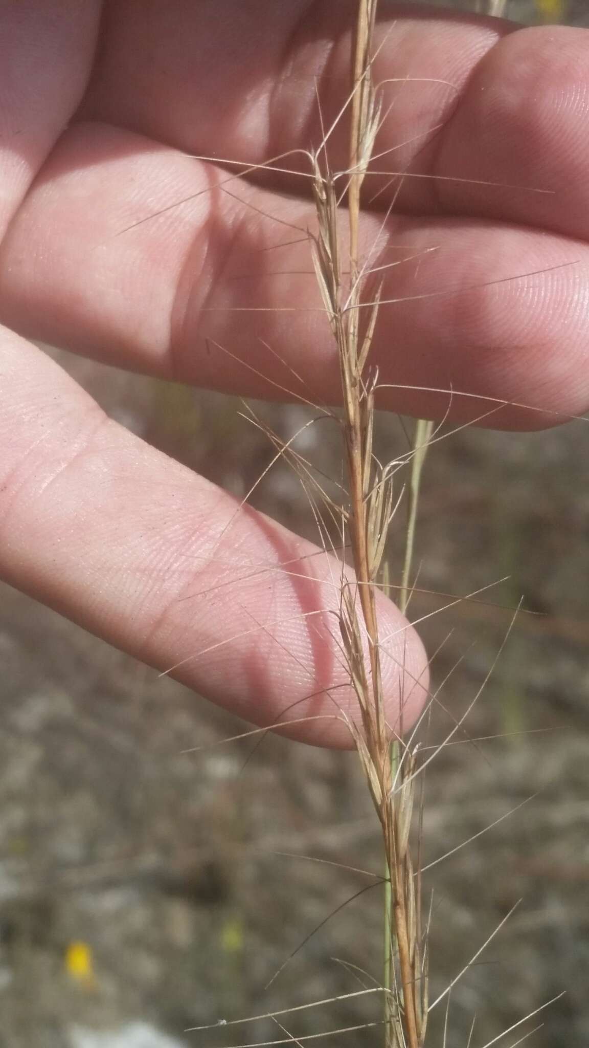 Image of longleaf threeawn