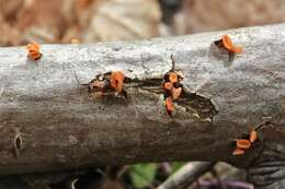 Imagem de Guepiniopsis buccina (Pers.) L. L. Kenn. 1959