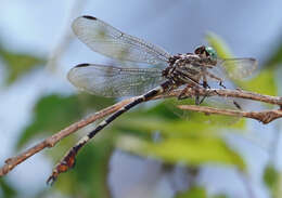 Image of Ringed Forceptail