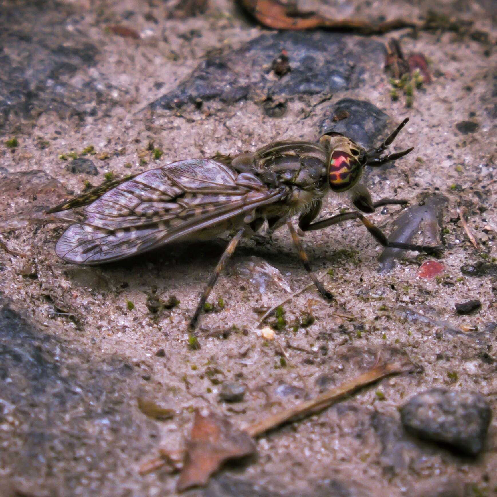 Image de Haematopota pluvialis (Linnaeus 1758)