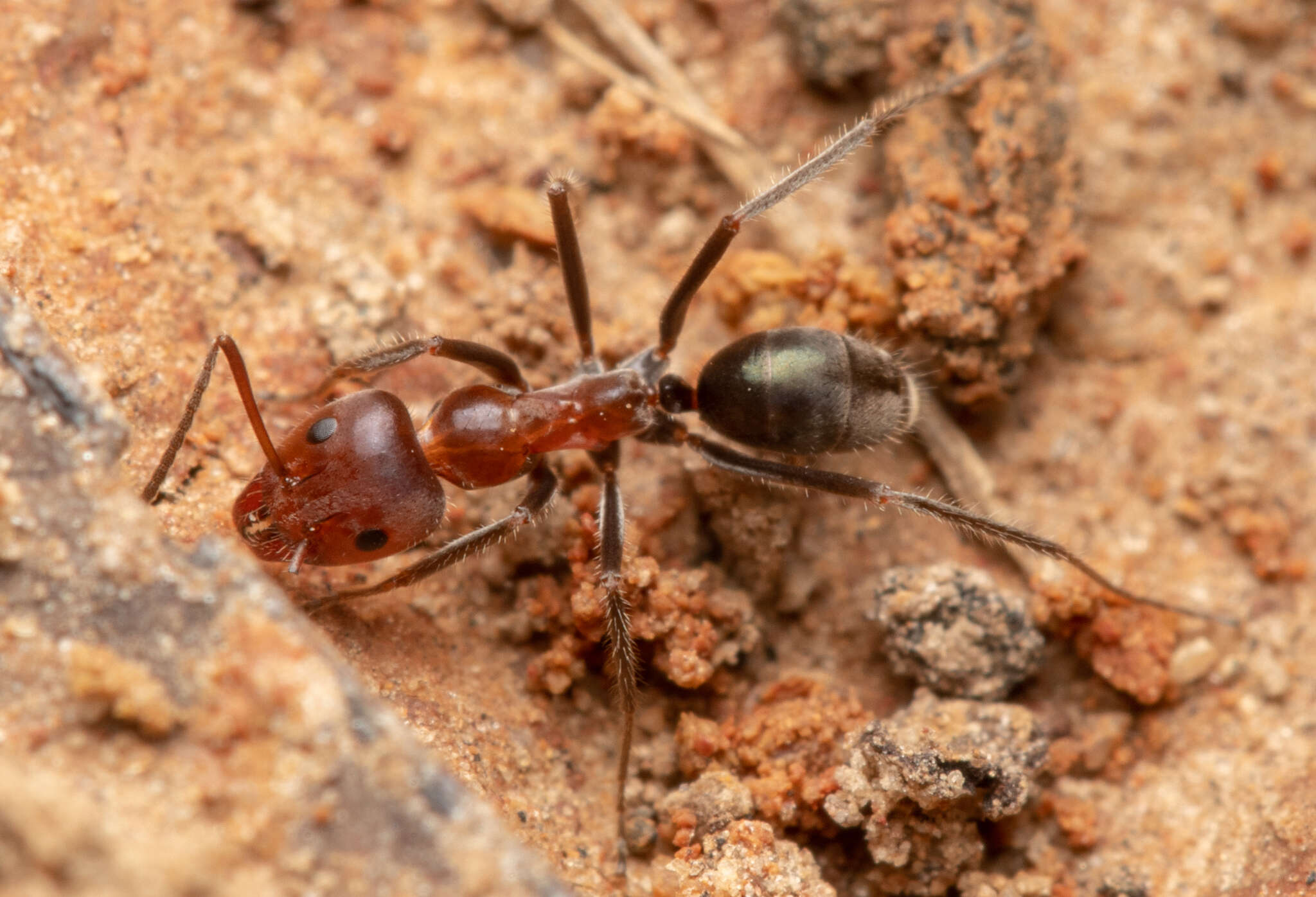 Plancia ëd Iridomyrmex discors Forel 1902