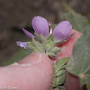 Image of Tarasa capitata (Cav.) D. M. Bates