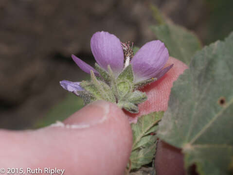 Image of Tarasa capitata (Cav.) D. M. Bates