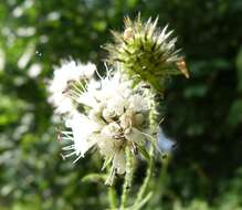 Слика од Dipsacus pilosus L.