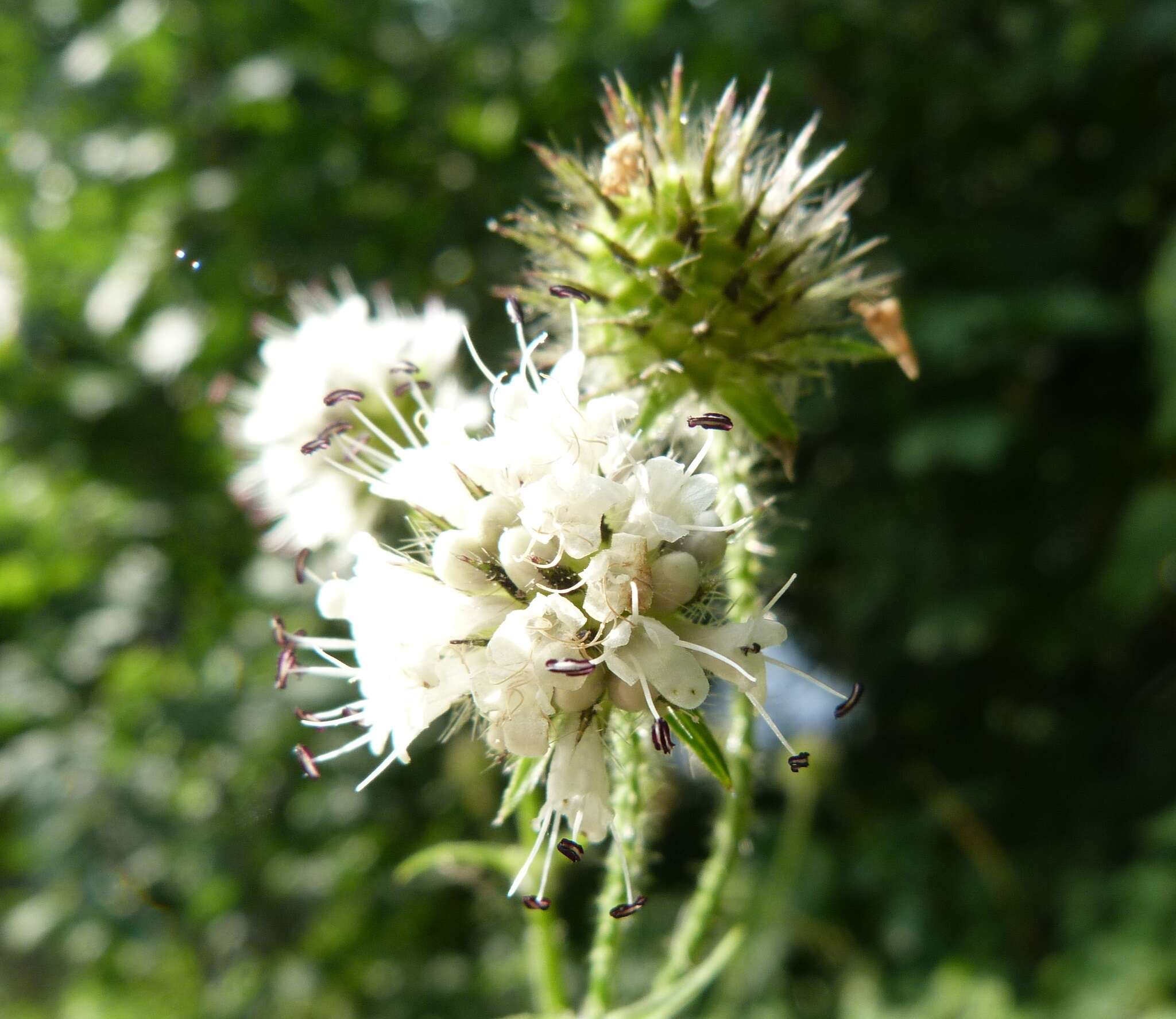 Image of small teasel