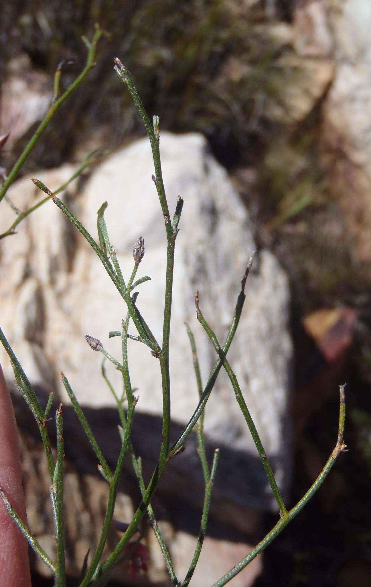 صورة Indigofera leptocarpa Eckl. & Zeyh.