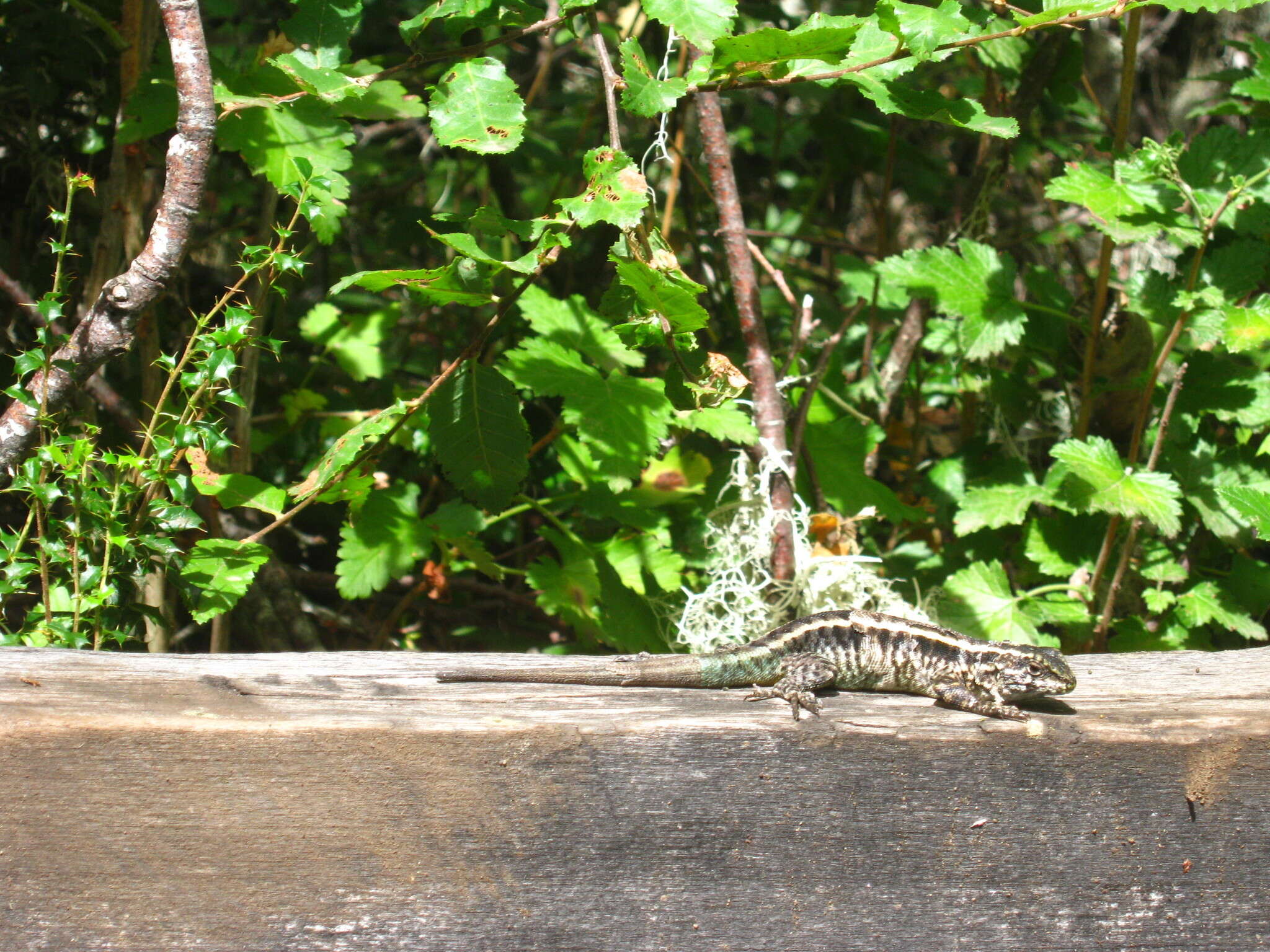 Image of Painted Tree Iguana