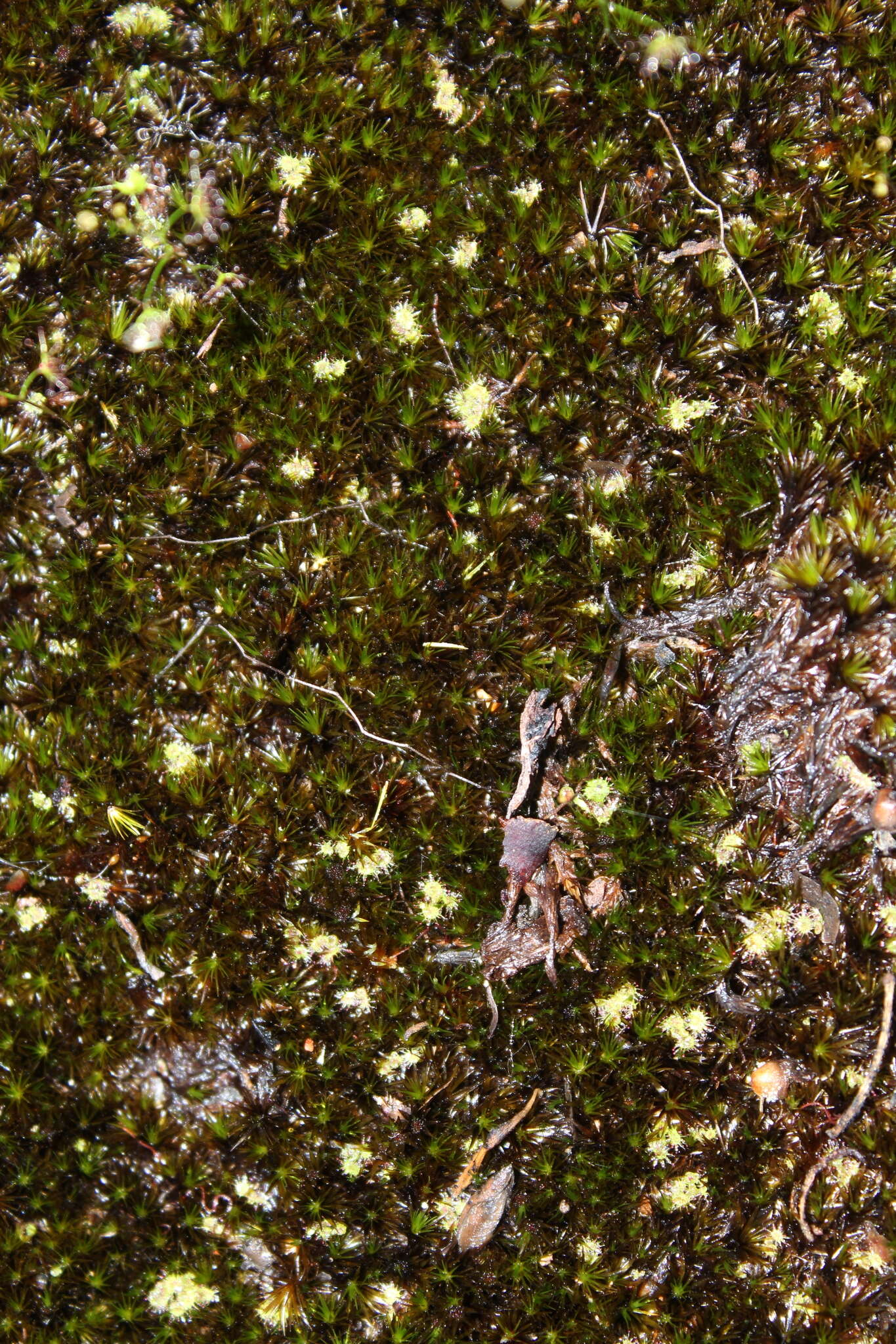 Imagem de Drosera modesta Diels