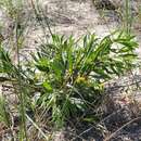 Image of Solidago simplex var. gillmani (A. Gray) G. S. Ringius