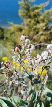 Image of Cynoglossum tetraspis (Pall.) W. Greuter & Burdet