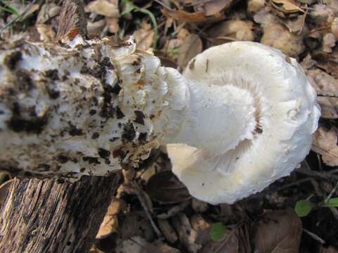 Image of Amanita magniverrucata Thiers & Ammirati 1982