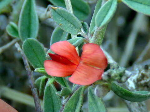 Image of Indigofera sessilifolia DC.