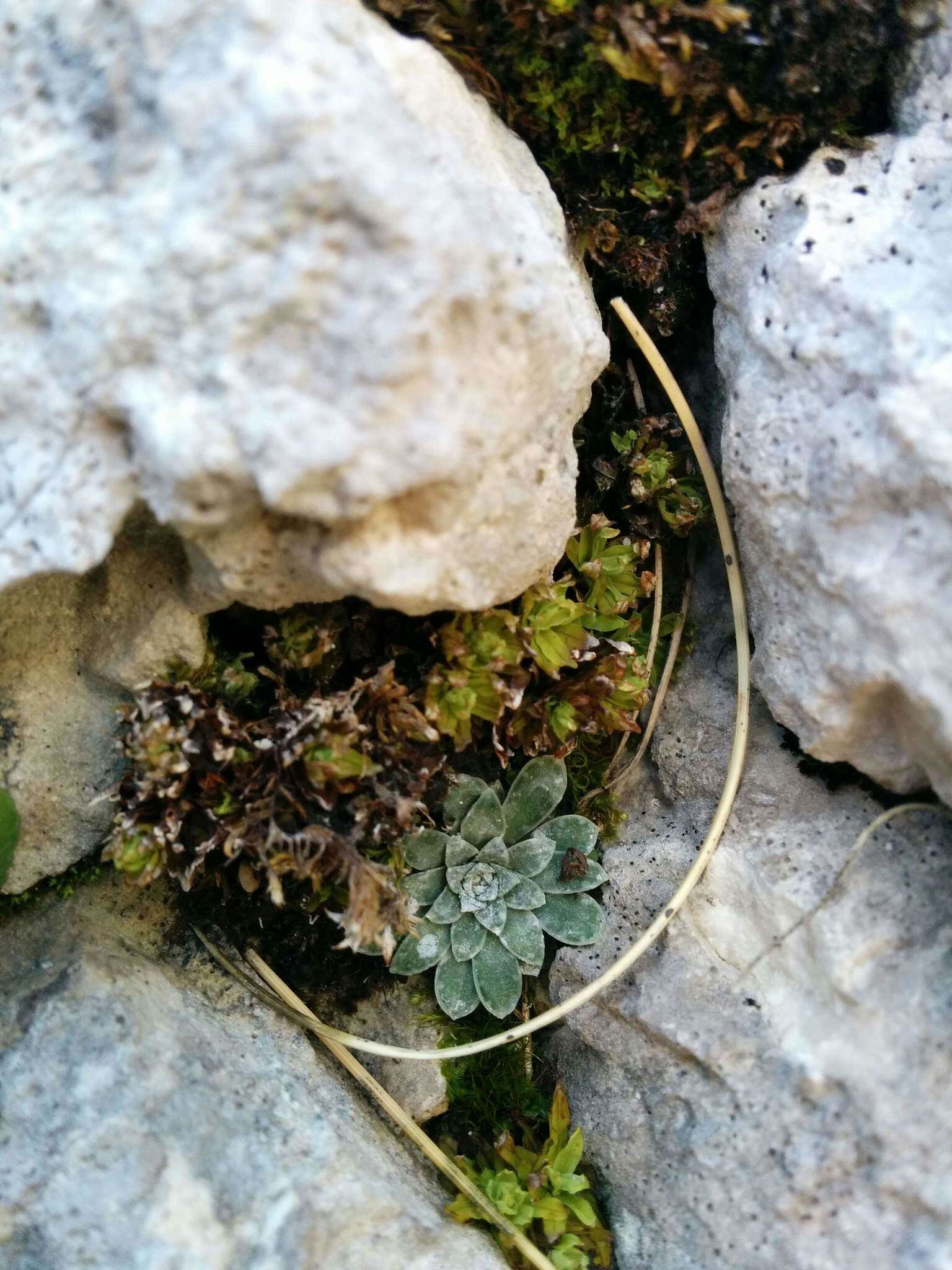 Sivun Saxifraga porophylla Bertol. kuva