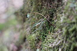 Image of Micropolypodium okuboi (Yatabe) Hayata