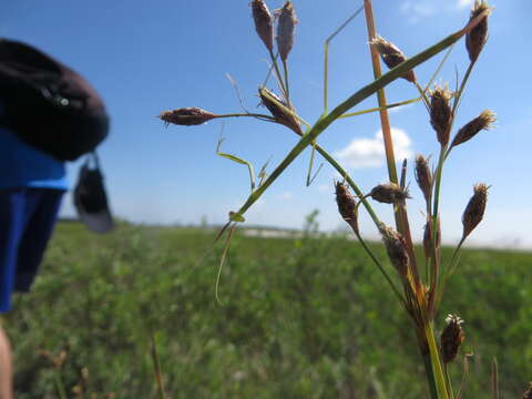 Plancia ëd Brunneria