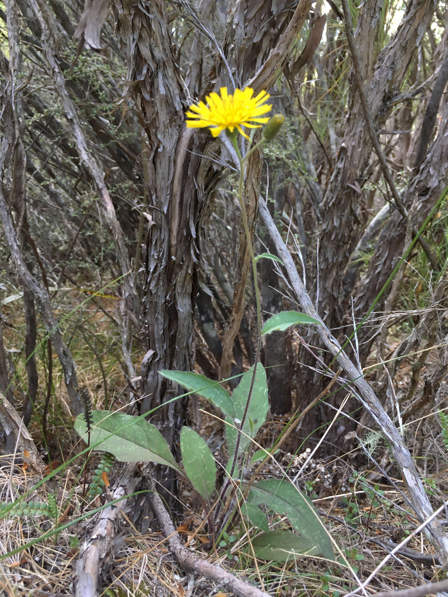 Image of Hieracium lepidulum (Stenstr.) Dahlst.