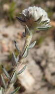 Image of Phylica propinqua Sond.