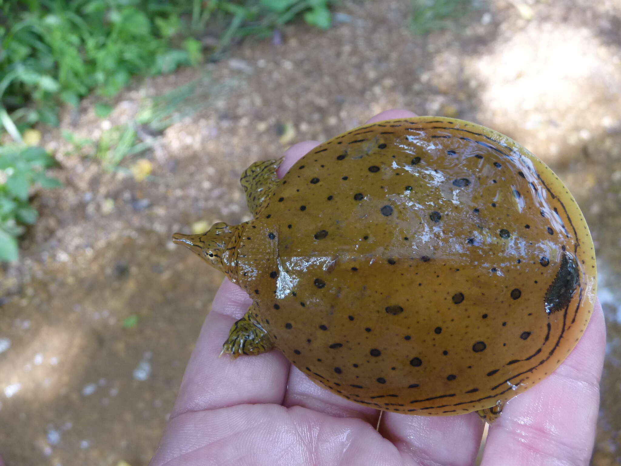 Image of Apalone spinifera aspera (Agassiz 1857)