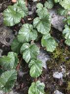 Image of Creeping Bramble