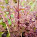 Imagem de Euphrasia hudsoniana Fern. & Wiegand