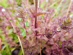 Image of Hudson Bay eyebright