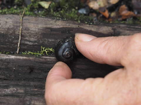 Image of <i>Powelliphanta lignaria rotella</i>